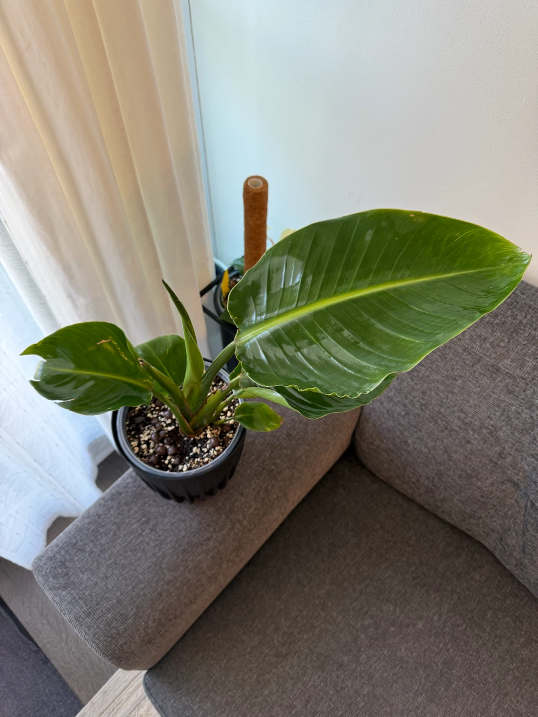 White Bird of Paradise Plant - photo 2