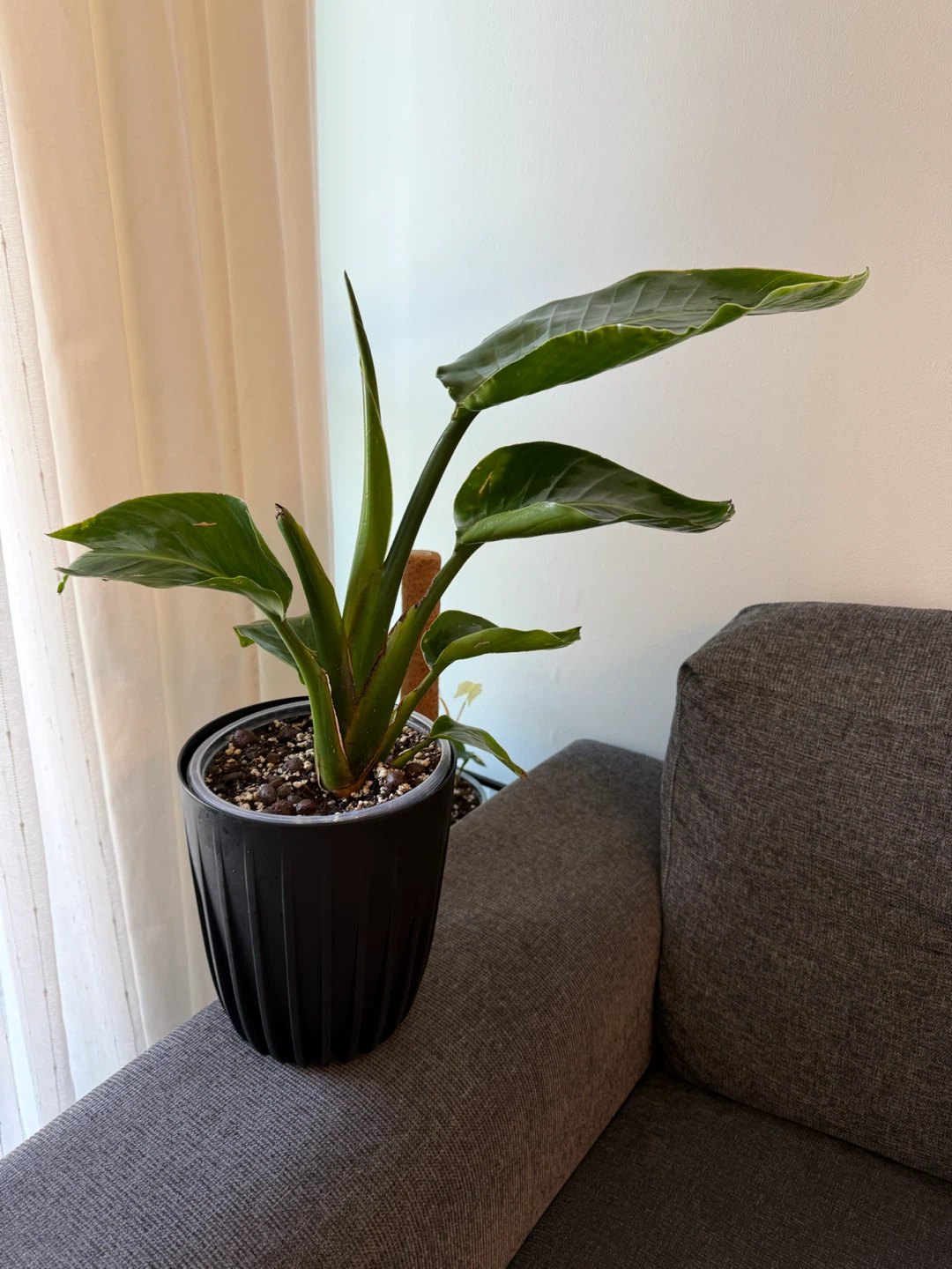 White Bird of Paradise Plant - photo 3