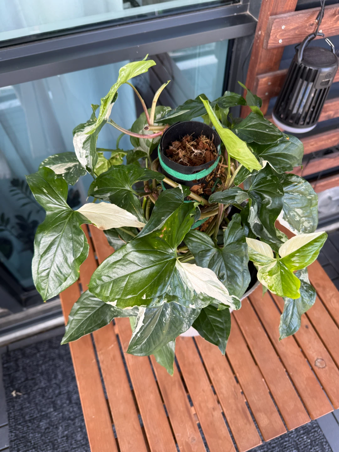 Variegated Syngonium Plant
