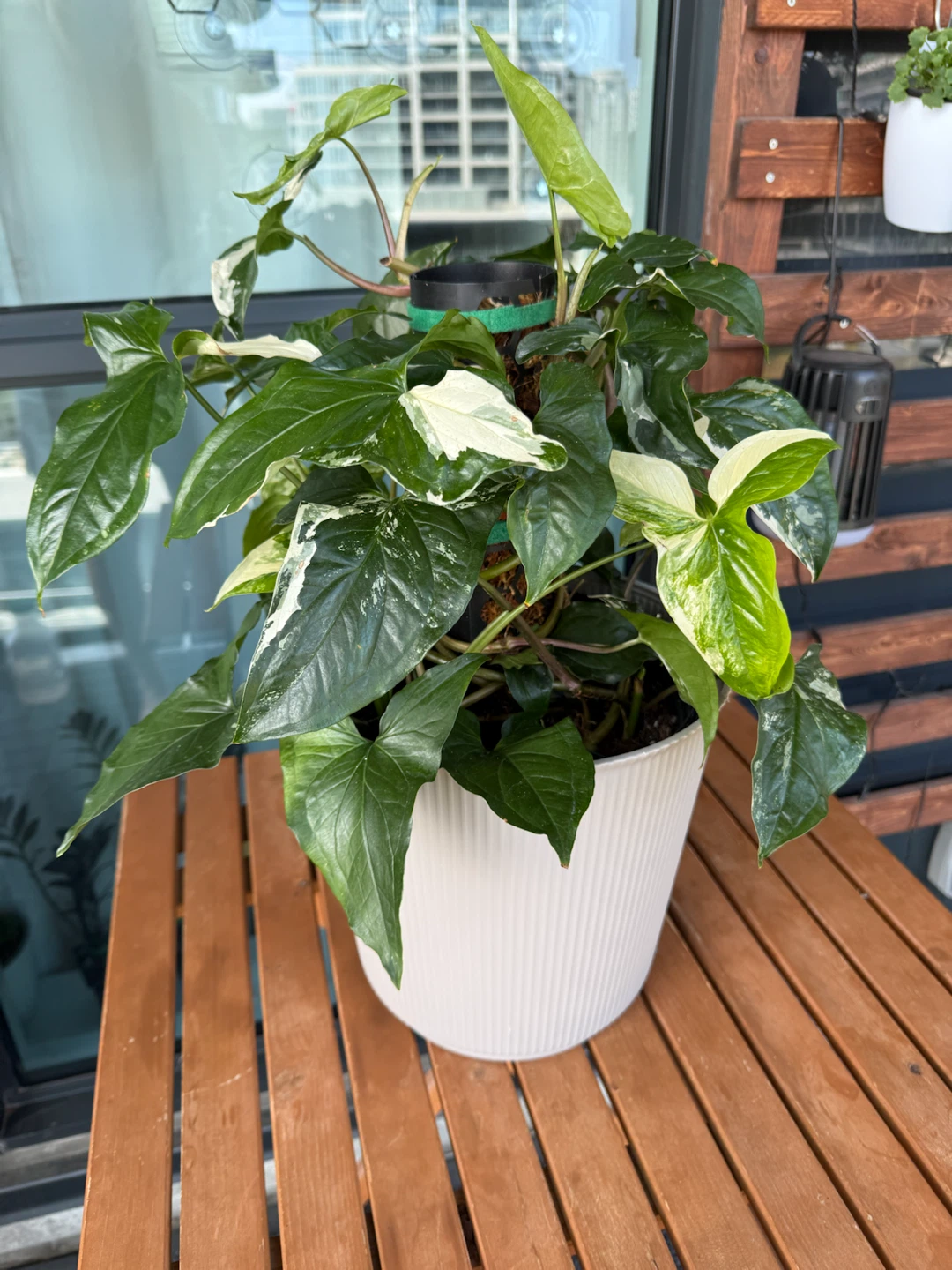 Variegated Syngonium Plant - photo 2