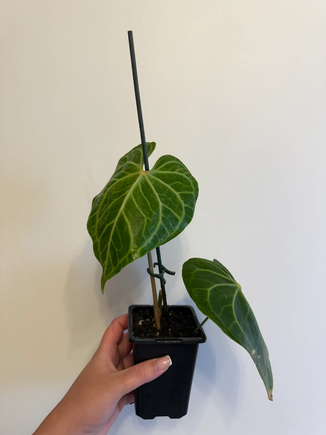 Anthurium clarinervium