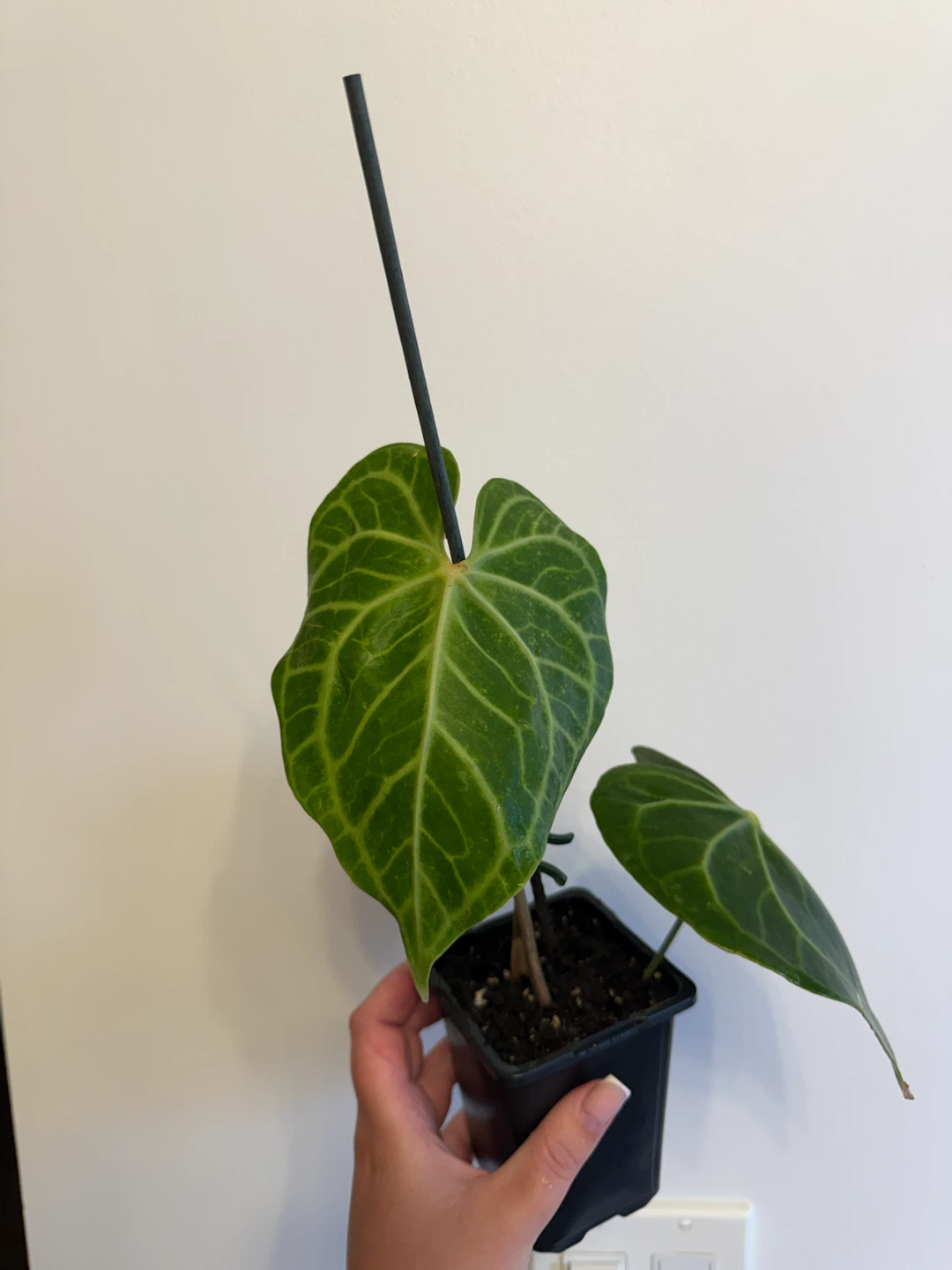 Anthurium clarinervium - photo 2
