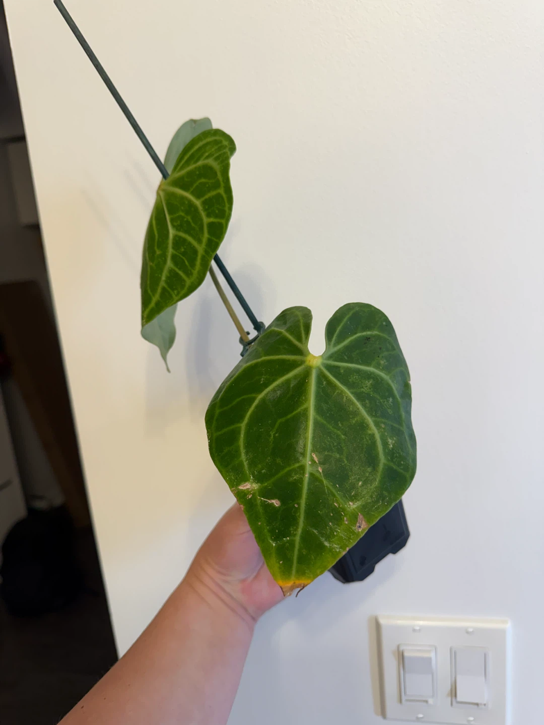 Anthurium clarinervium - photo 3