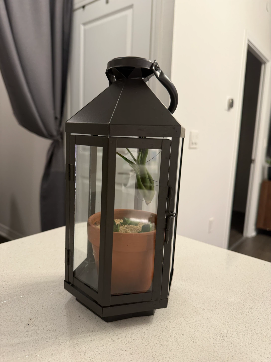 Black Metal Lantern Terrarium with Plants