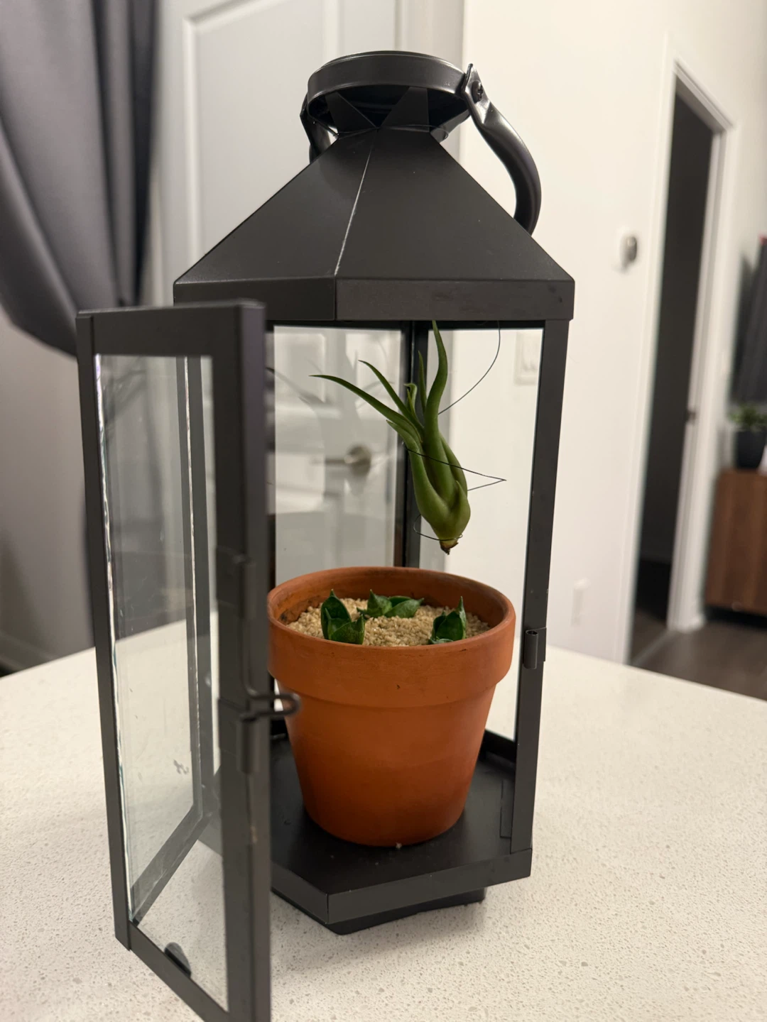 Black Metal Lantern Terrarium with Plants - photo 2