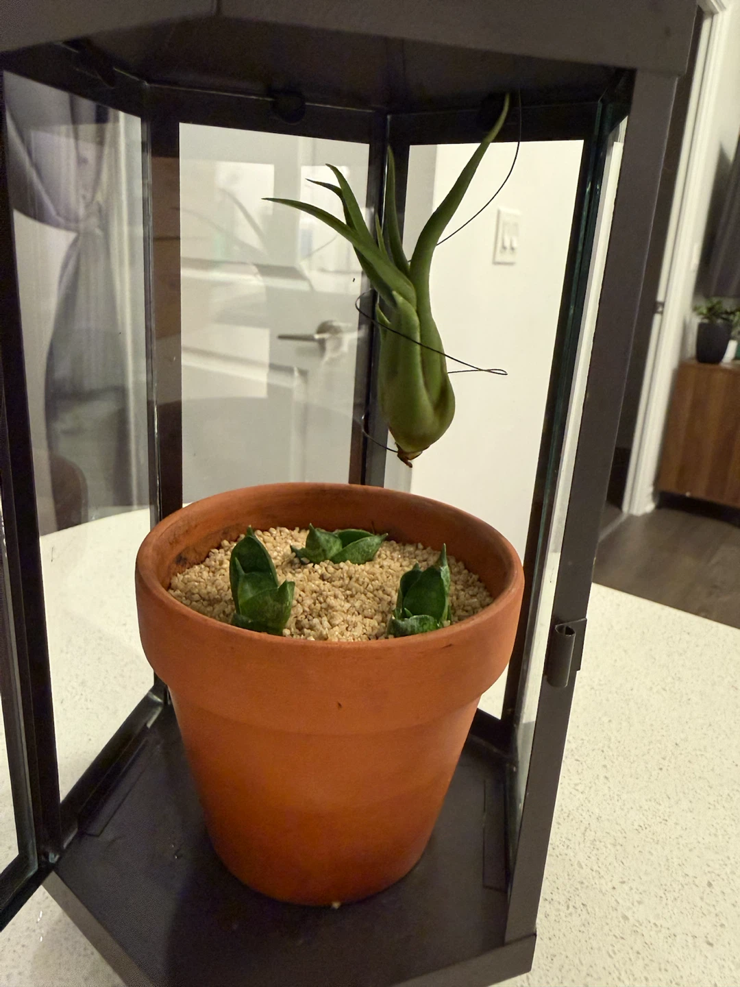 Black Metal Lantern Terrarium with Plants - photo 3