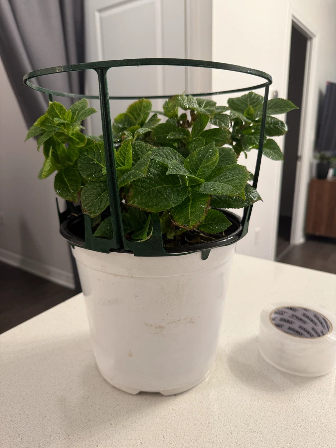 Hydrangea Plant
