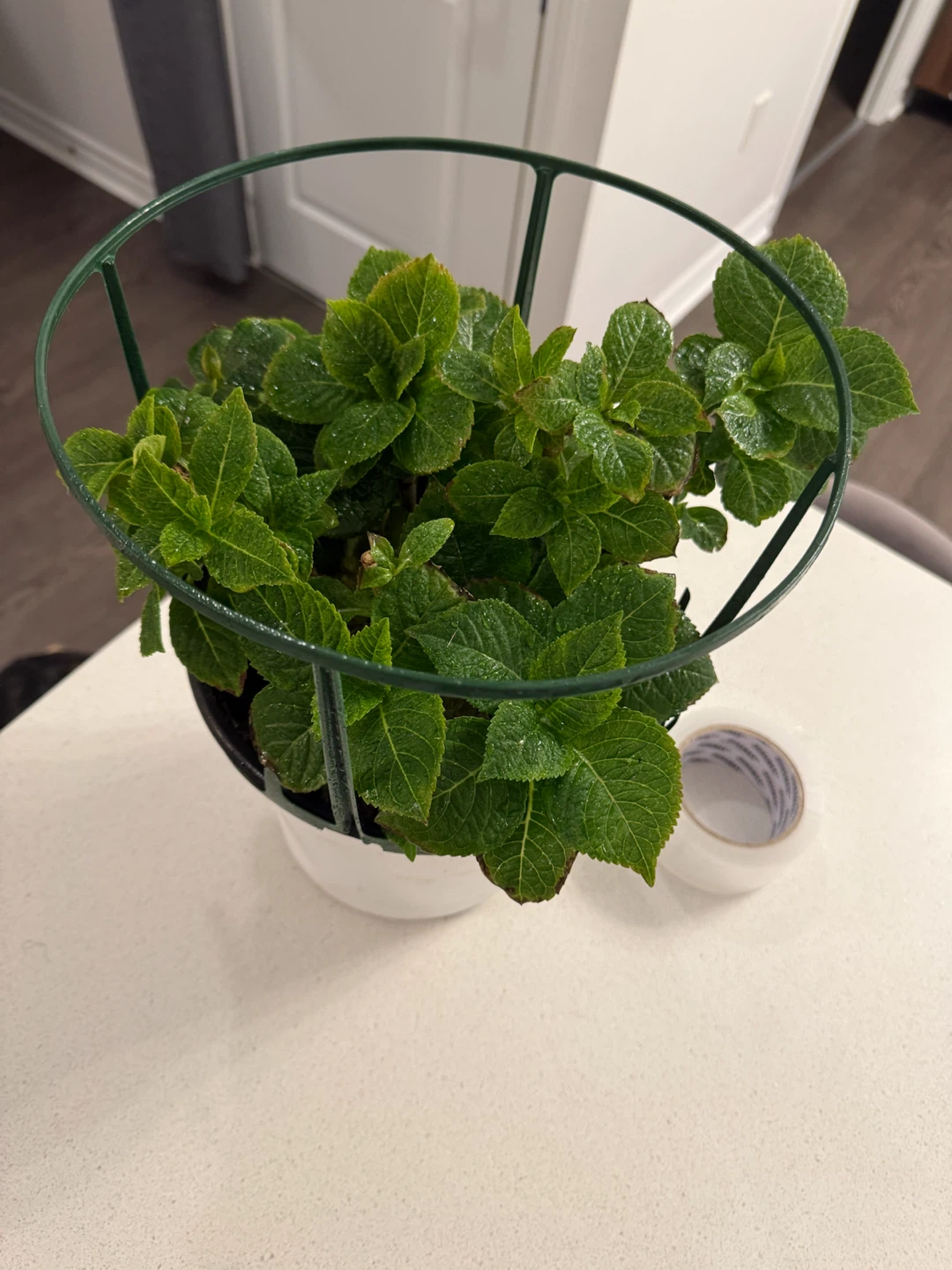 Hydrangea Plant - photo 2