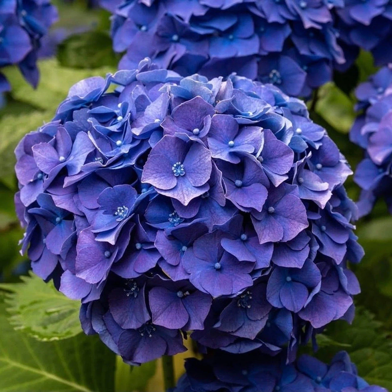 Hydrangea Plant - photo 3