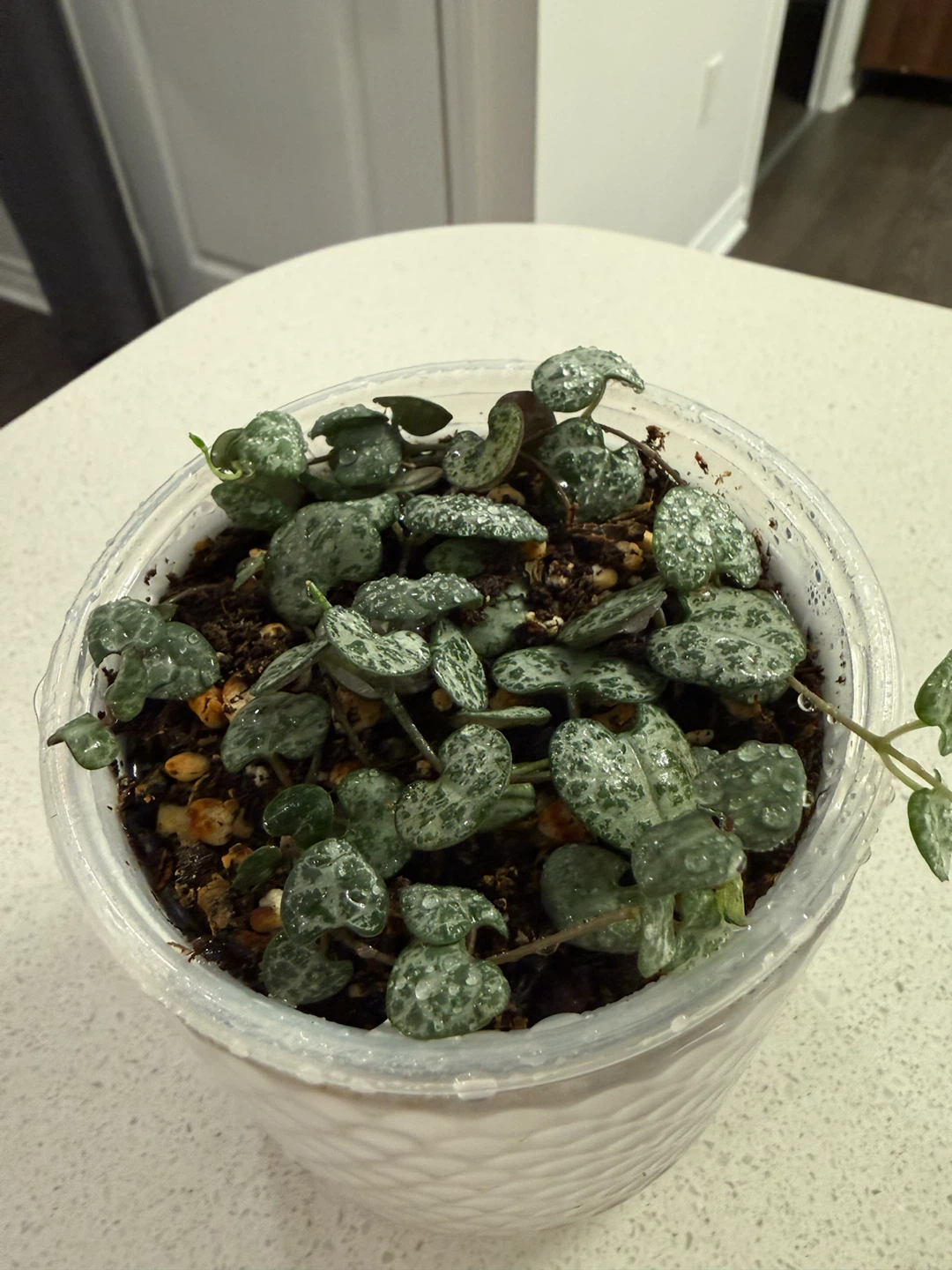 String of Hearts Plant