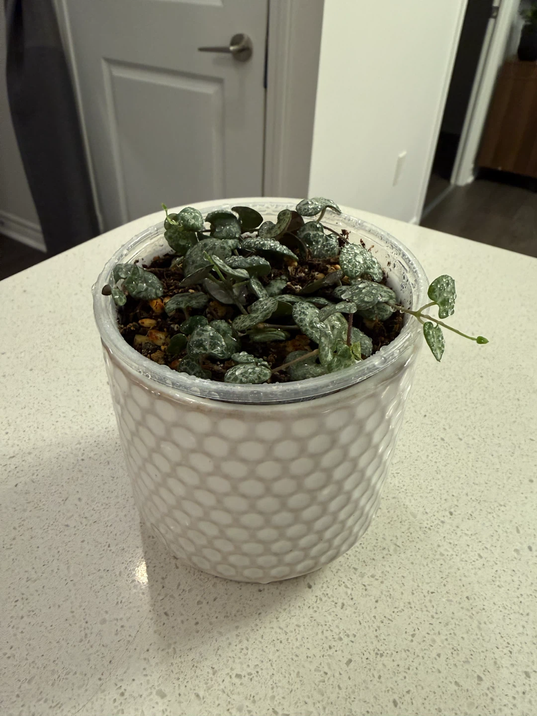 String of Hearts Plant - photo 2