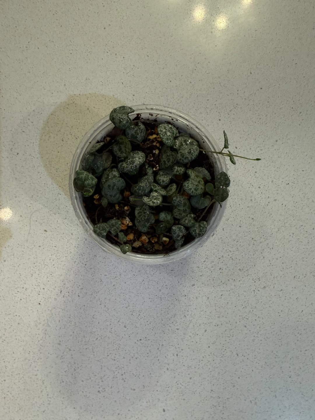 String of Hearts Plant - photo 3