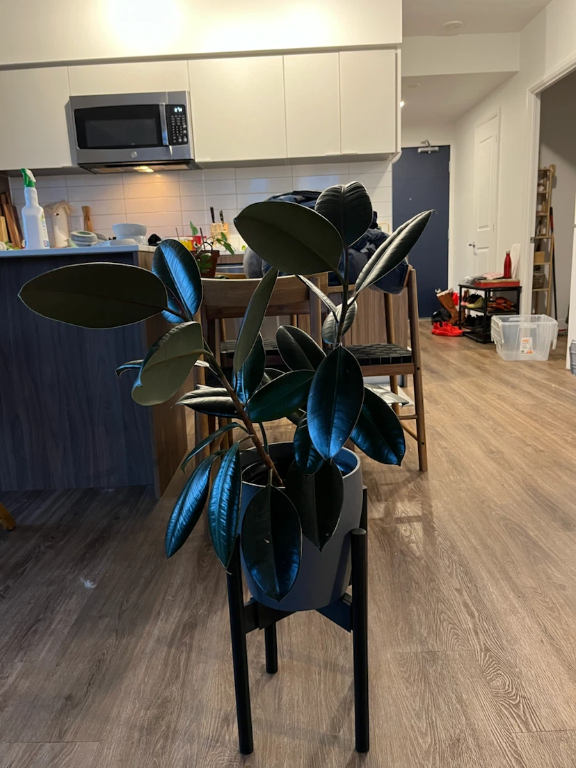 Rubber Plant in Pot (ficus elastica burgundy)