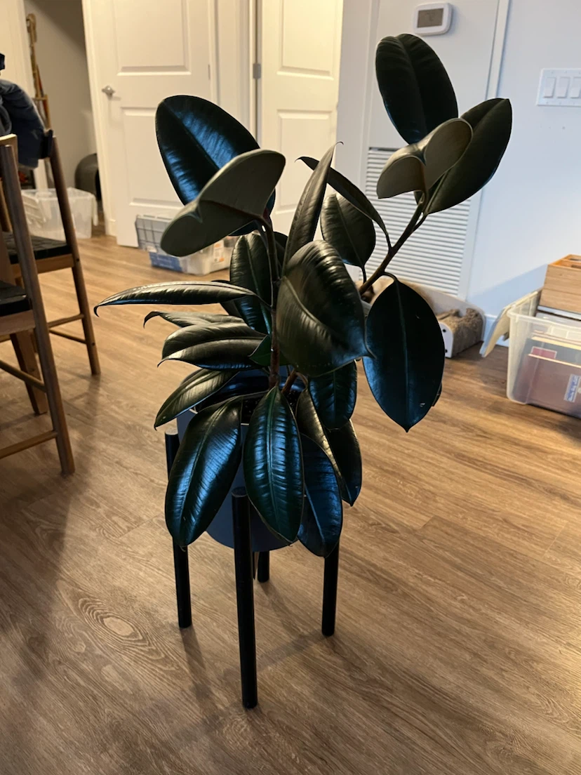 Rubber Plant in Pot (ficus elastica burgundy) - photo 2