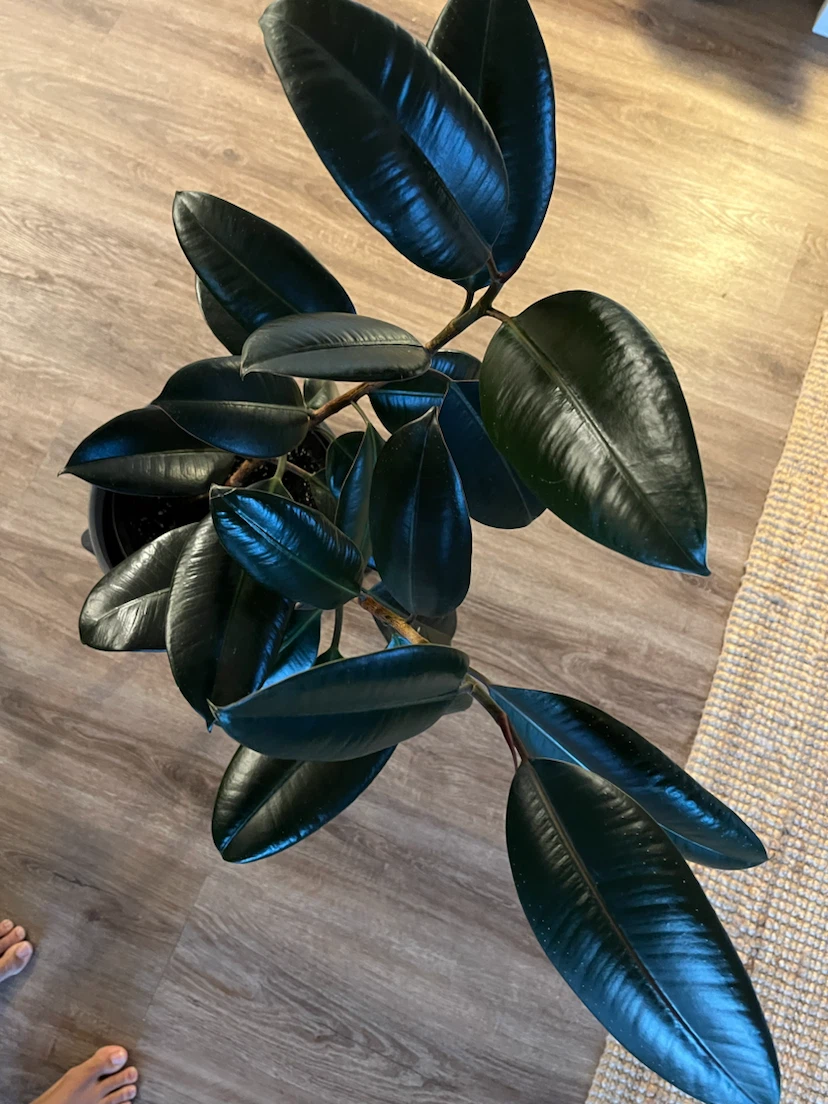 Rubber Plant in Pot (ficus elastica burgundy) - photo 3