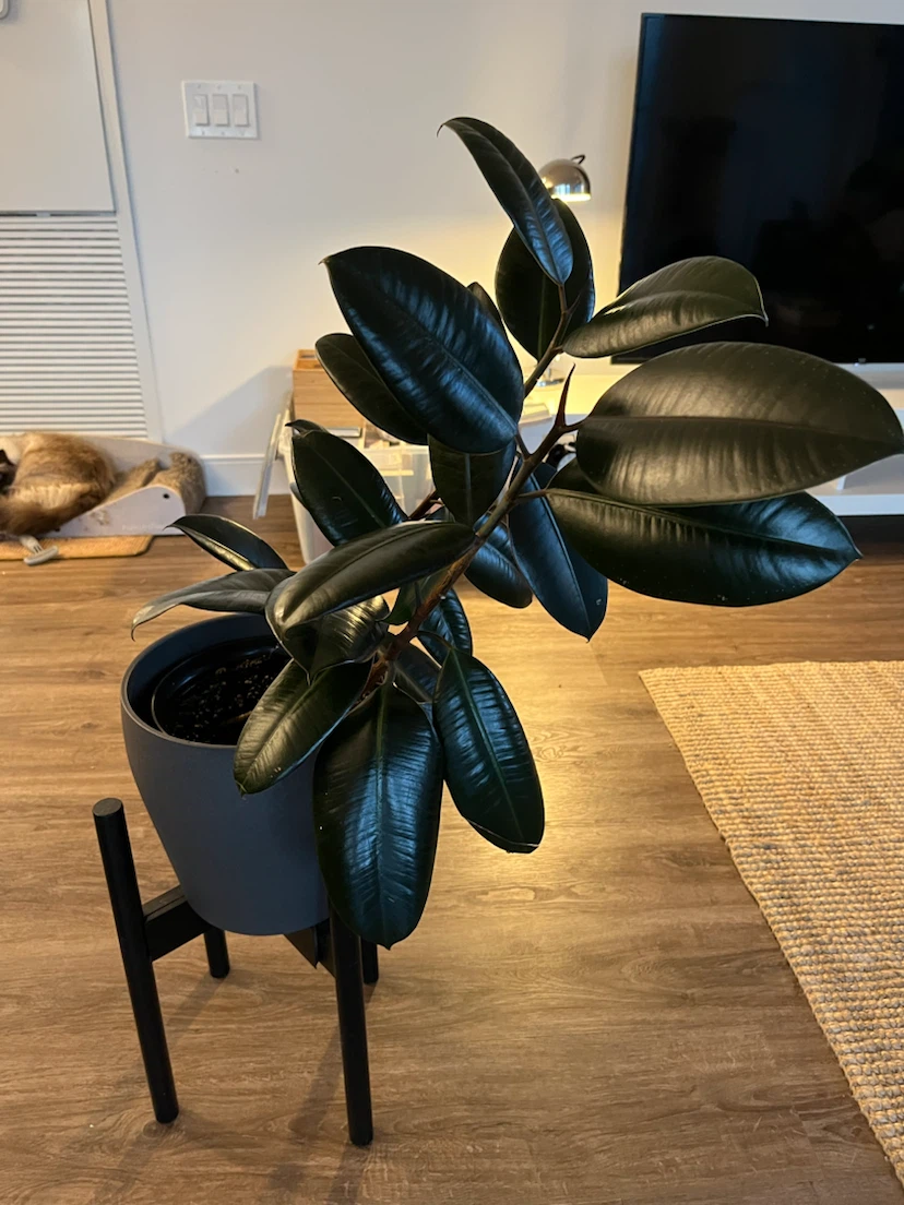 Rubber Plant in Pot (ficus elastica burgundy) - photo 4