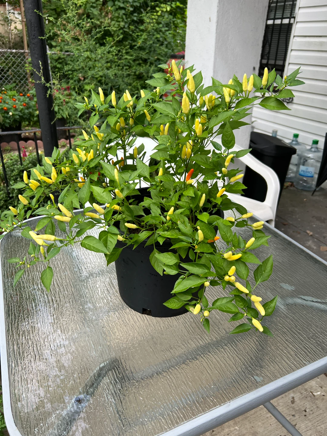Organic Thai Chili Pepper Plant with Yellow Peppers