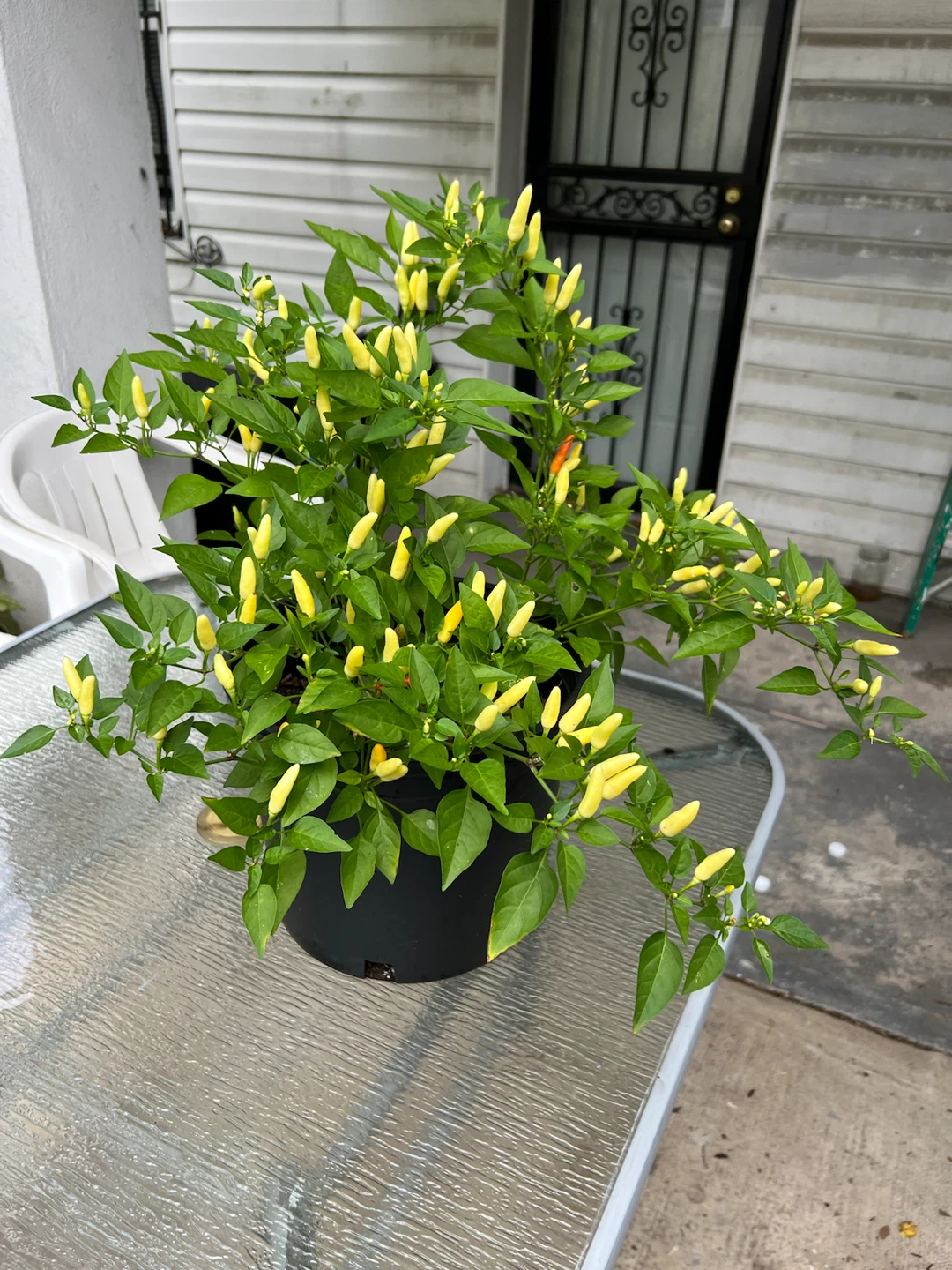 Organic Thai Chili Pepper Plant with Yellow Peppers - photo 2