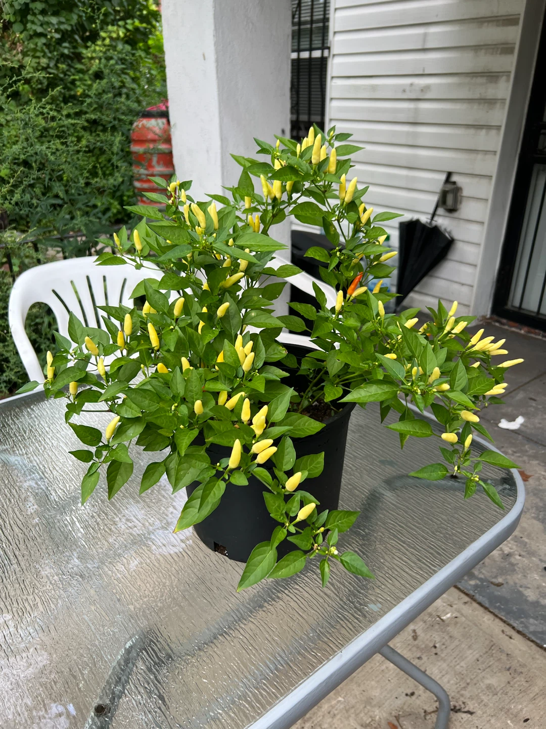 Organic Thai Chili Pepper Plant with Yellow Peppers - photo 3
