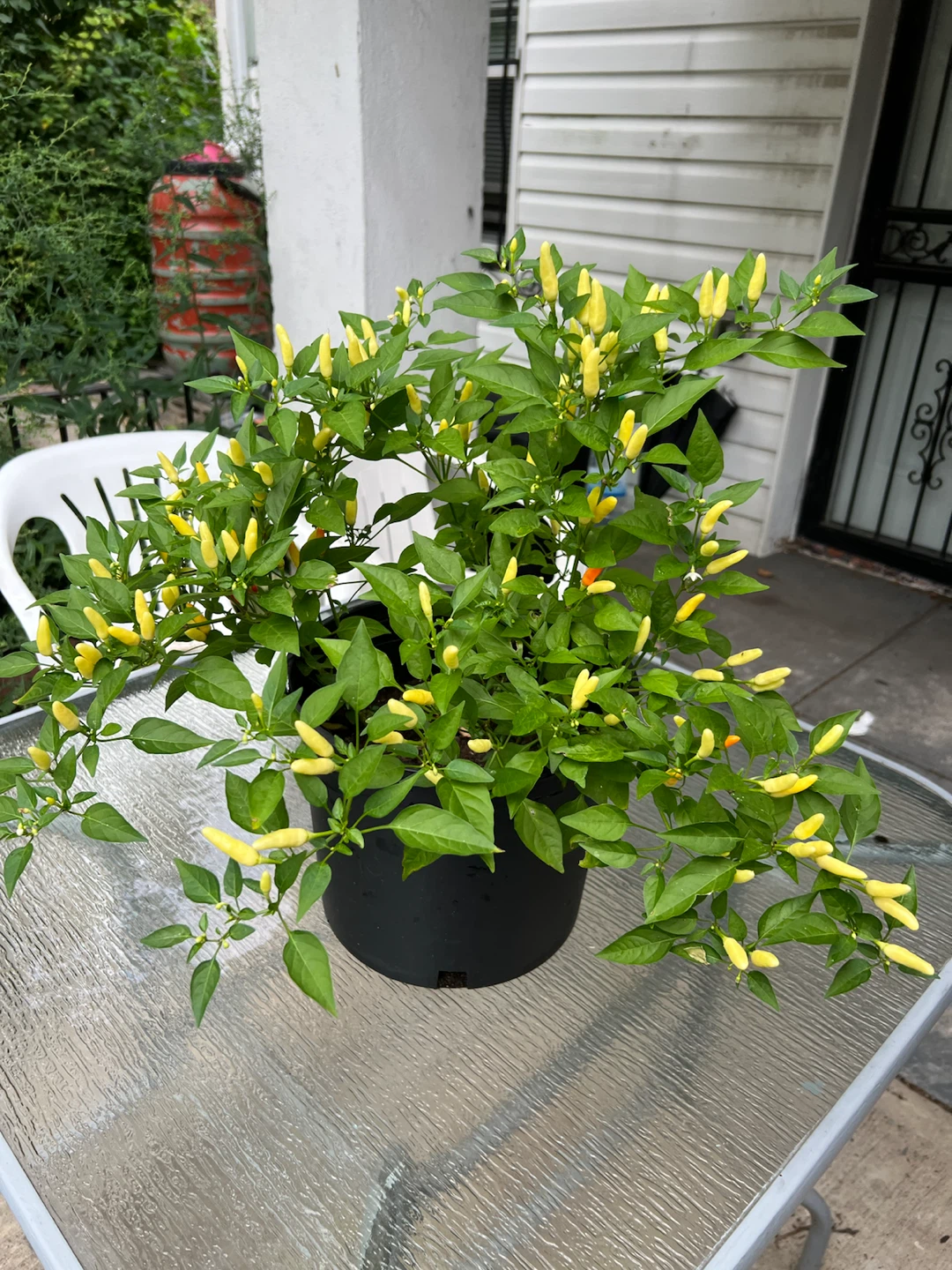 Organic Thai Chili Pepper Plant with Yellow Peppers - photo 4