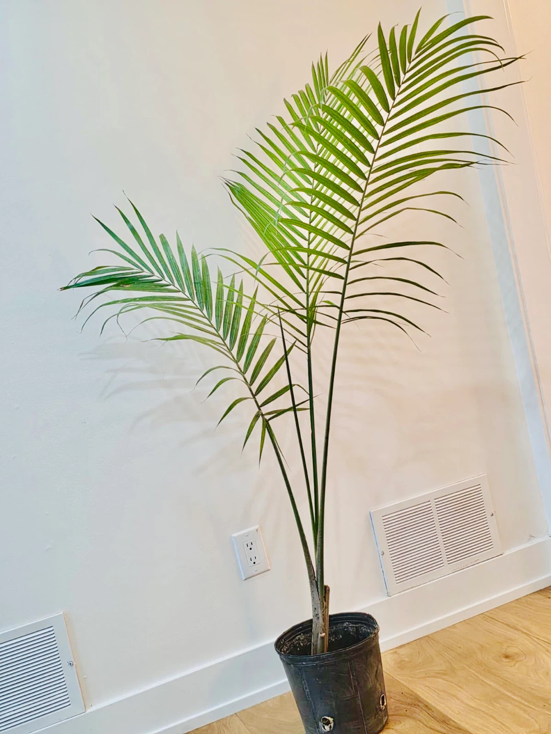 5 ft tall Majestic palm for Sale