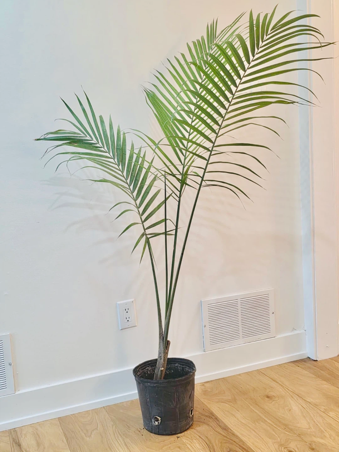 5 ft tall Majestic palm for Sale - photo 2