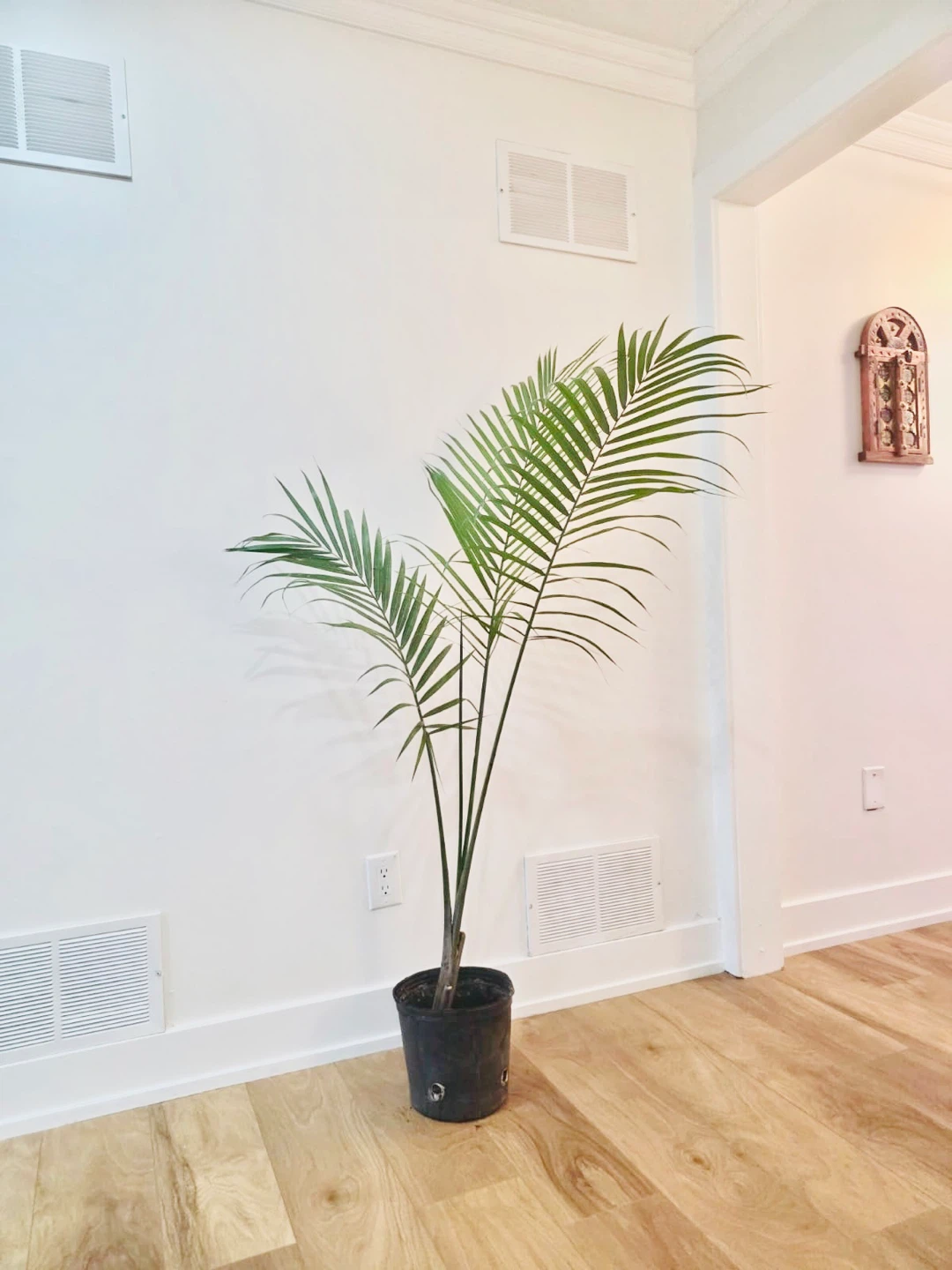 5 ft tall Majestic palm for Sale - photo 3
