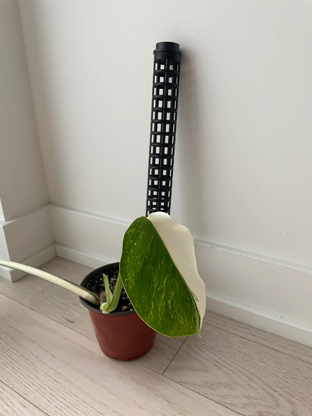 Variegated Monstera Albo with empty moss pole - photo 2