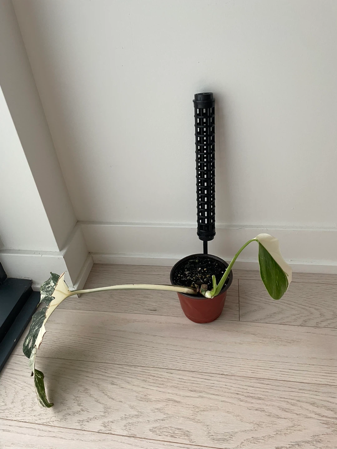 Variegated Monstera Albo with empty moss pole
