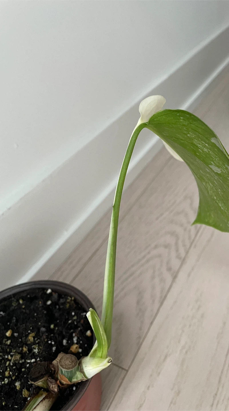 Variegated Monstera Albo with empty moss pole - photo 4