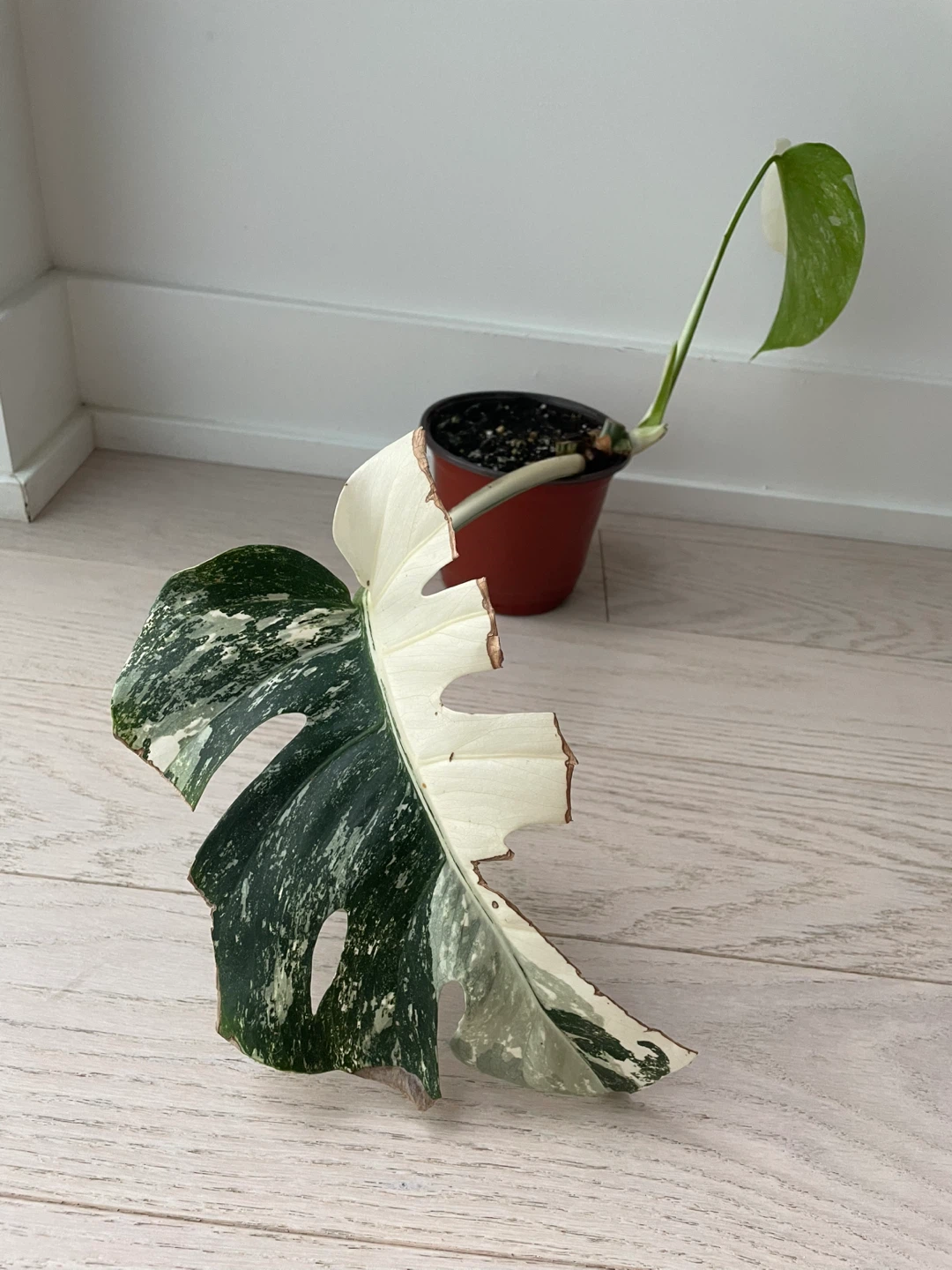 Variegated Monstera Albo with empty moss pole - photo 3