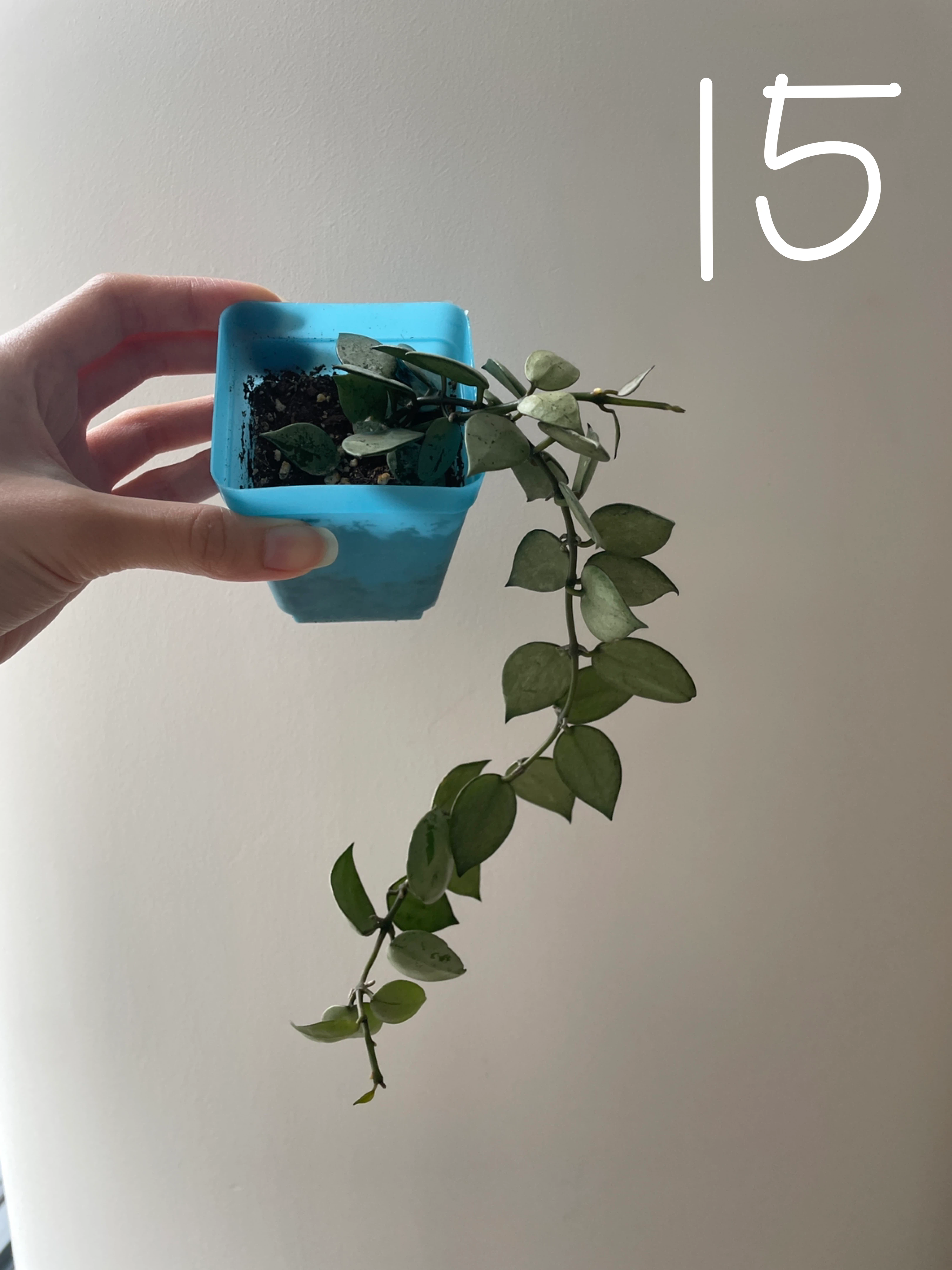 Hoya Krohniana Super Silver ($10-$15)