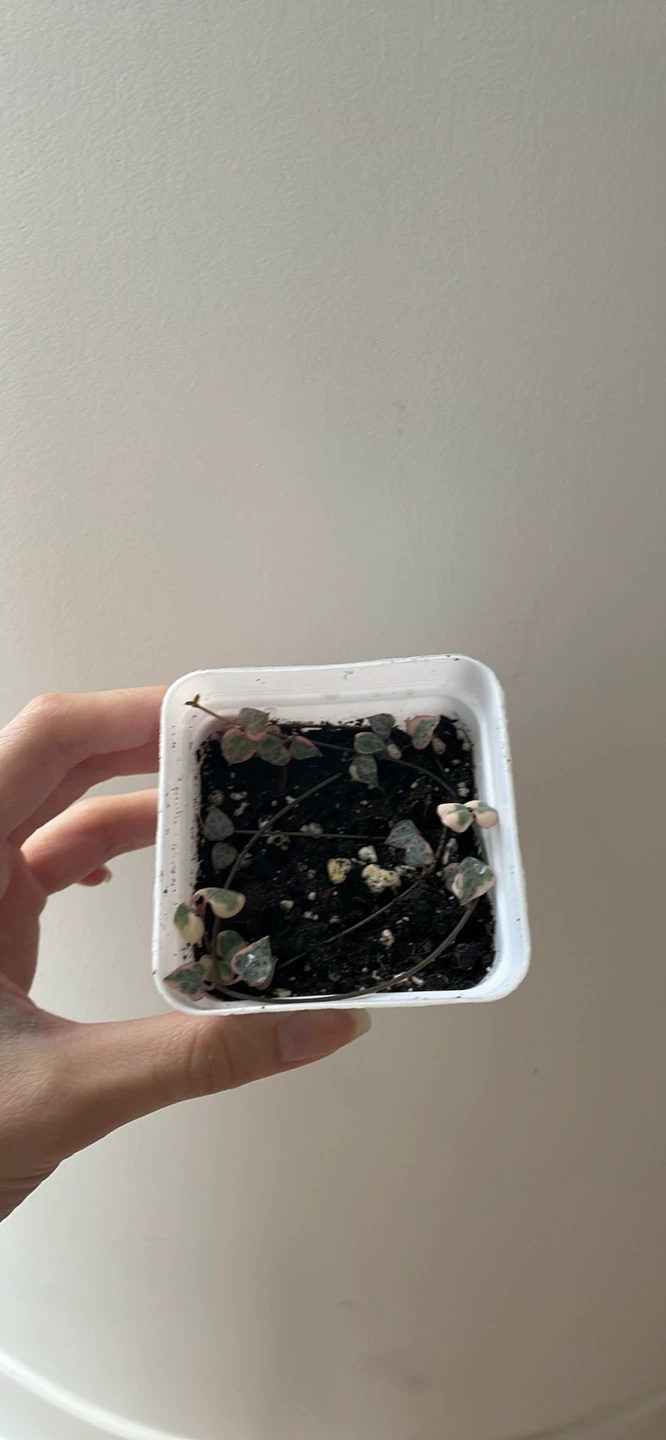 Variegated string of hearts small