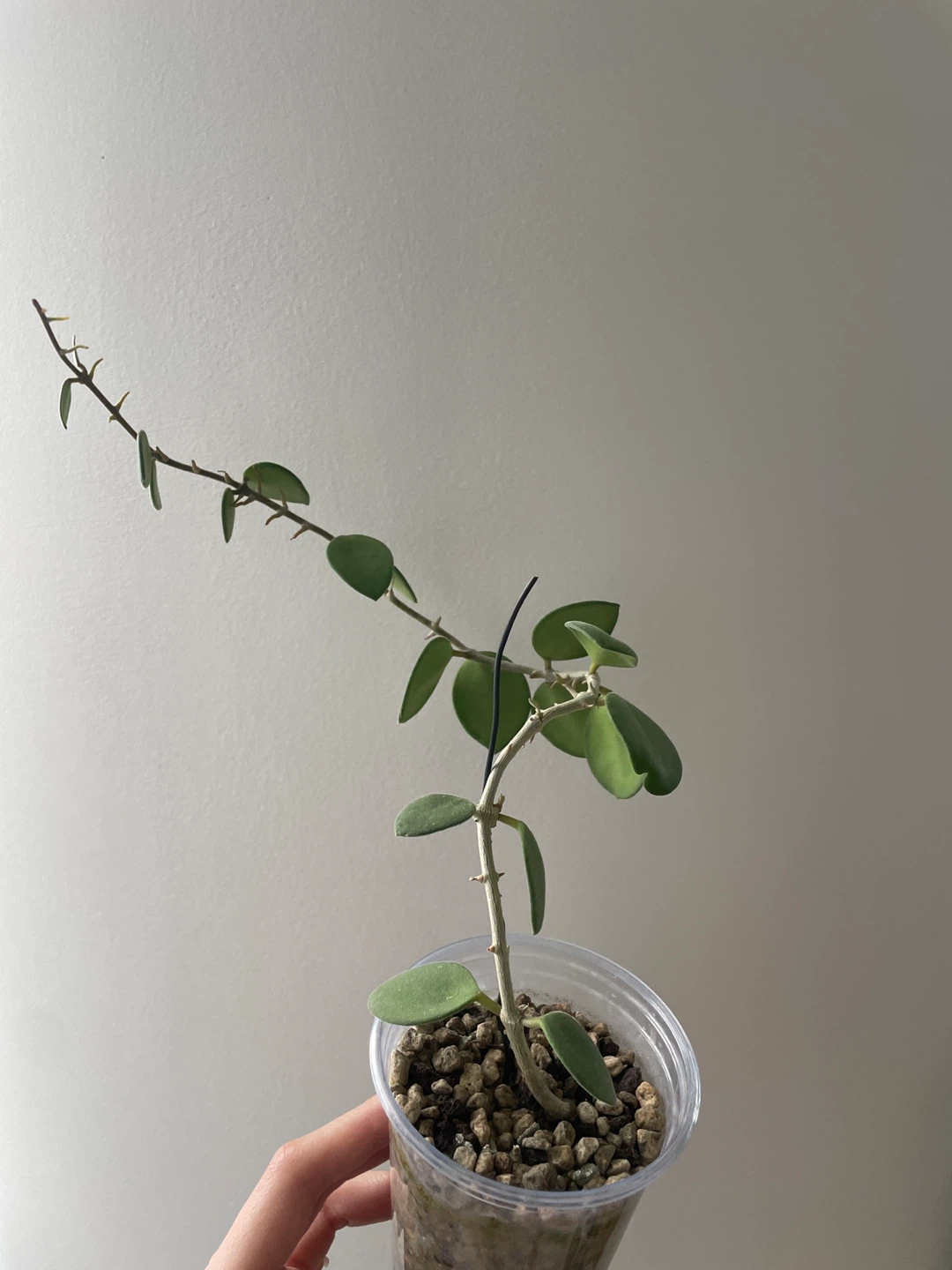 Hoya Nummularioides Plant