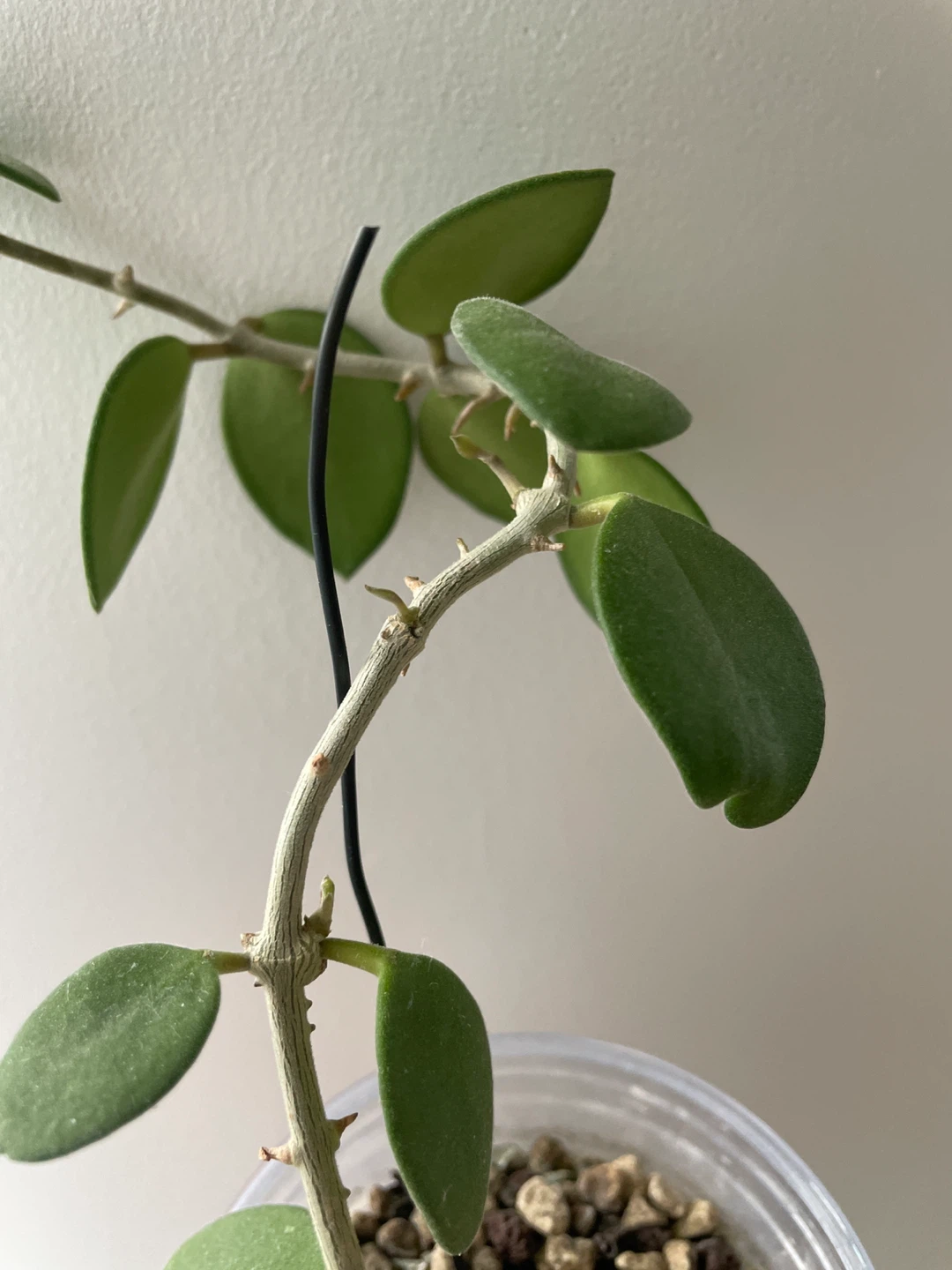 Hoya Nummularioides Plant - photo 2
