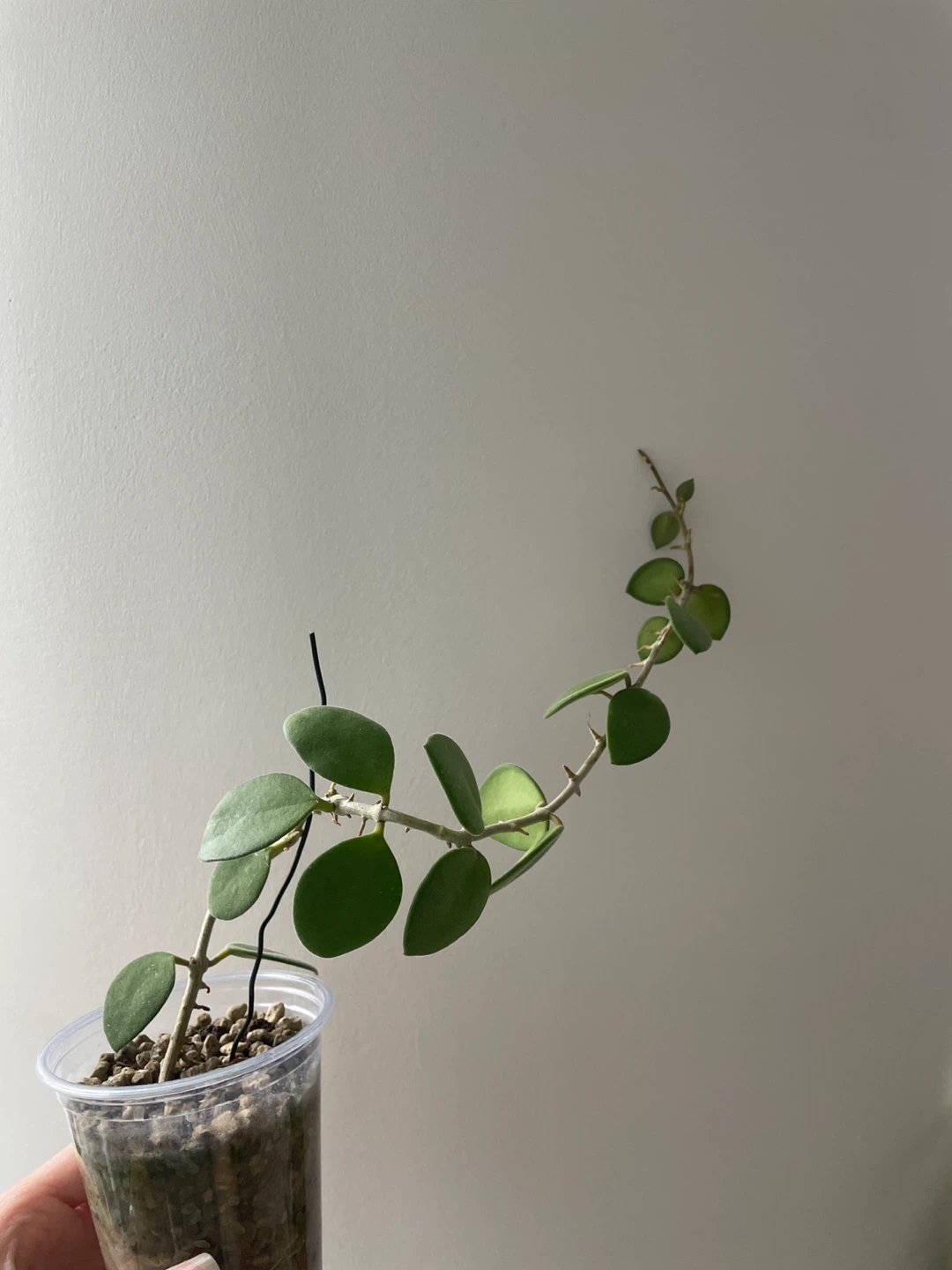Hoya Nummularioides Plant - photo 3