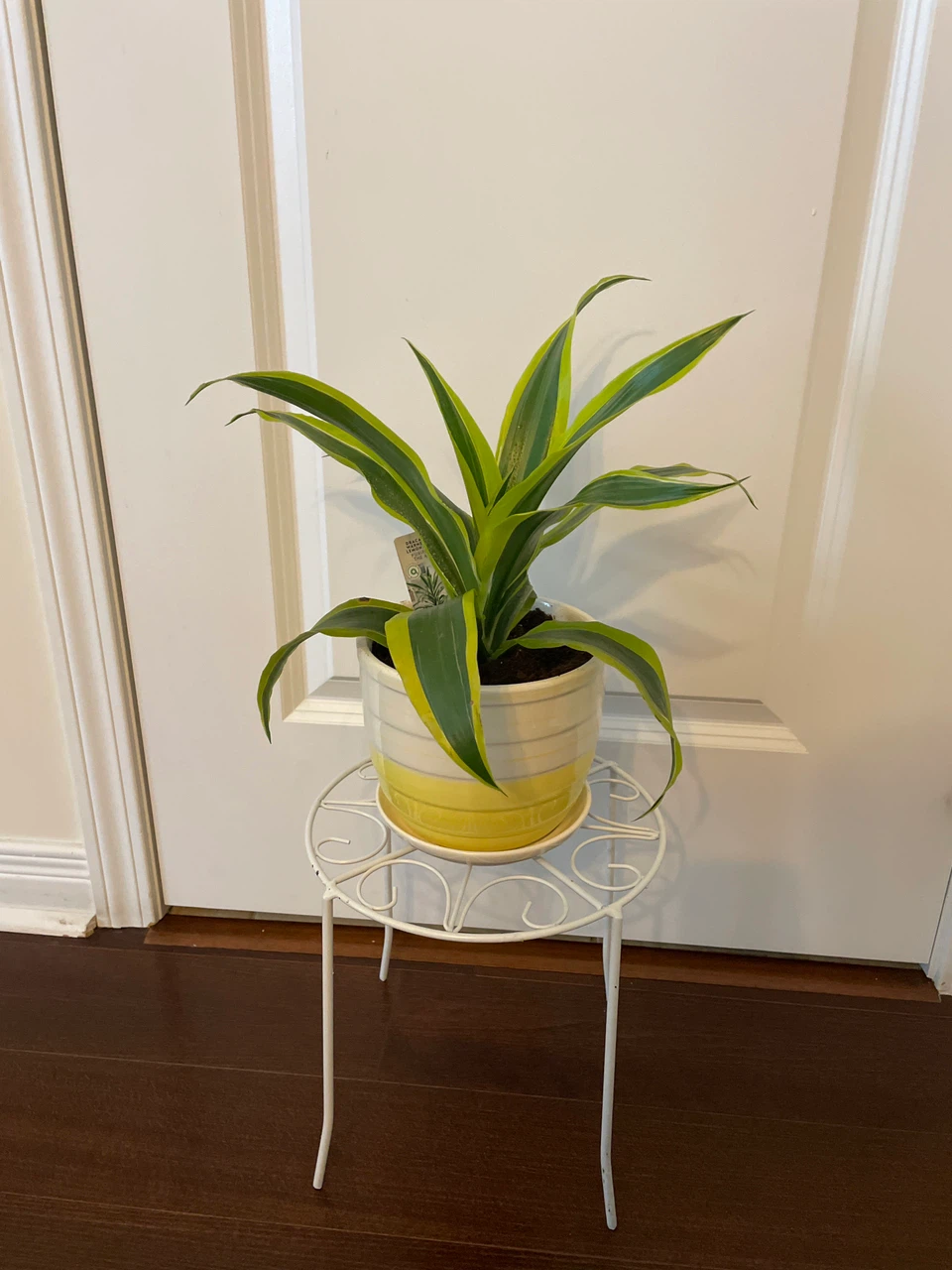 Potted Dracaena  Plant with ceramic pot and stand