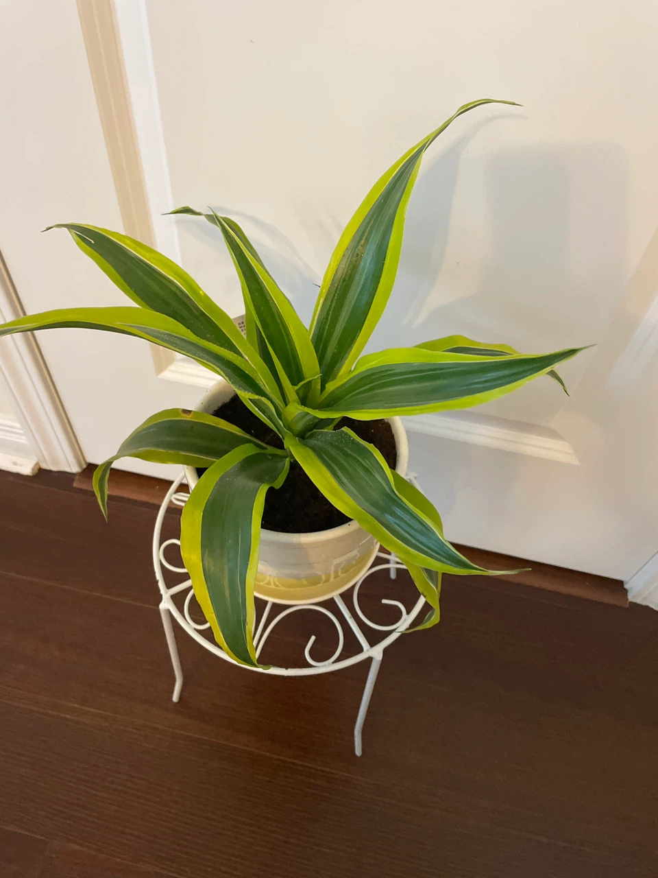 Potted Dracaena  Plant with ceramic pot and stand - photo 2