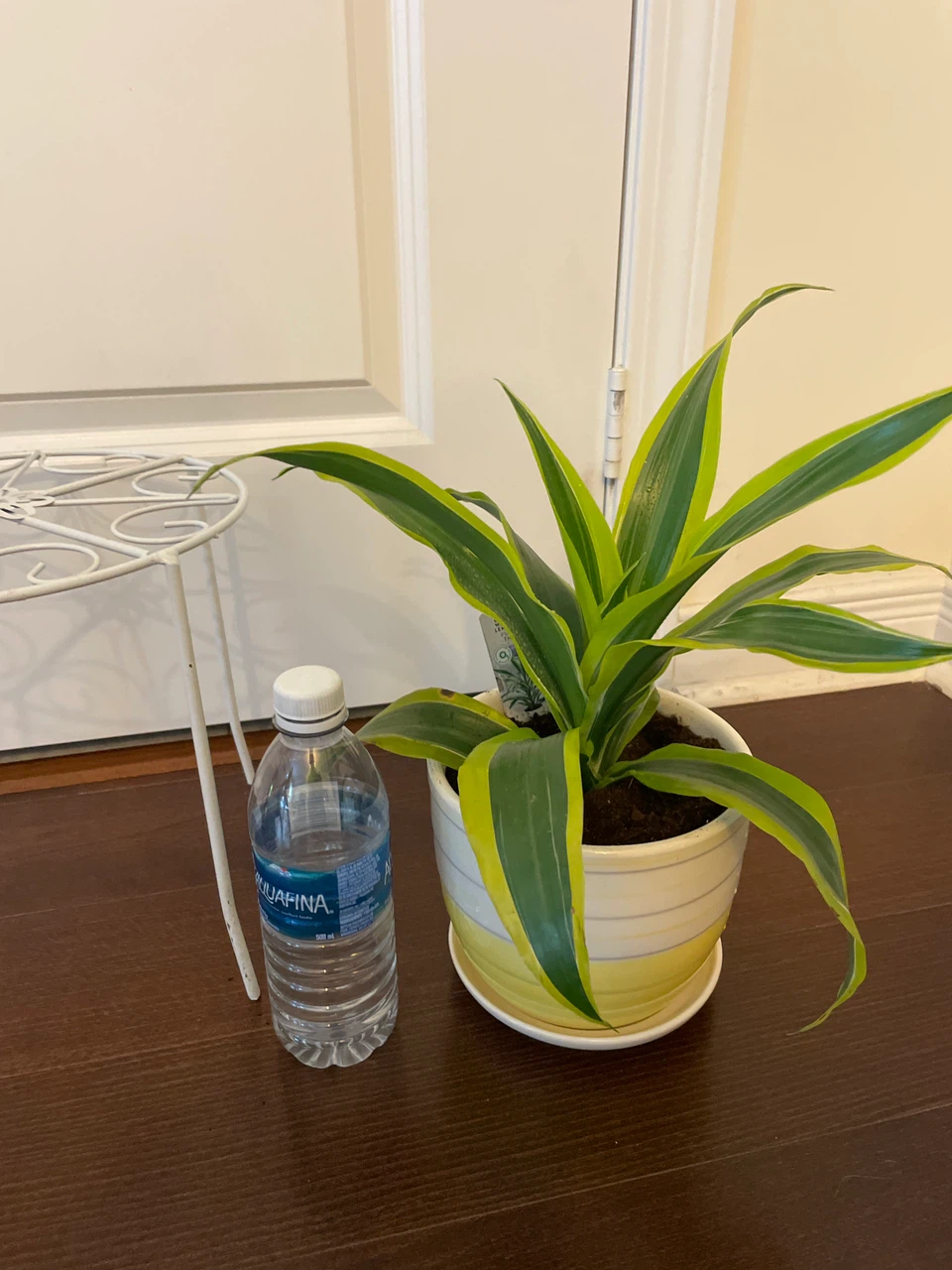 Potted Dracaena  Plant with ceramic pot and stand - photo 3