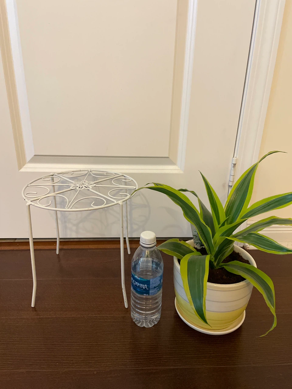 Potted Dracaena  Plant with ceramic pot and stand - photo 4