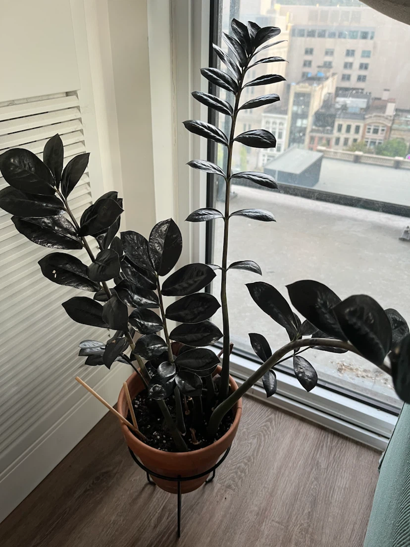 Black ZZ Raven Plant (in Terracotta Pot with Stand)