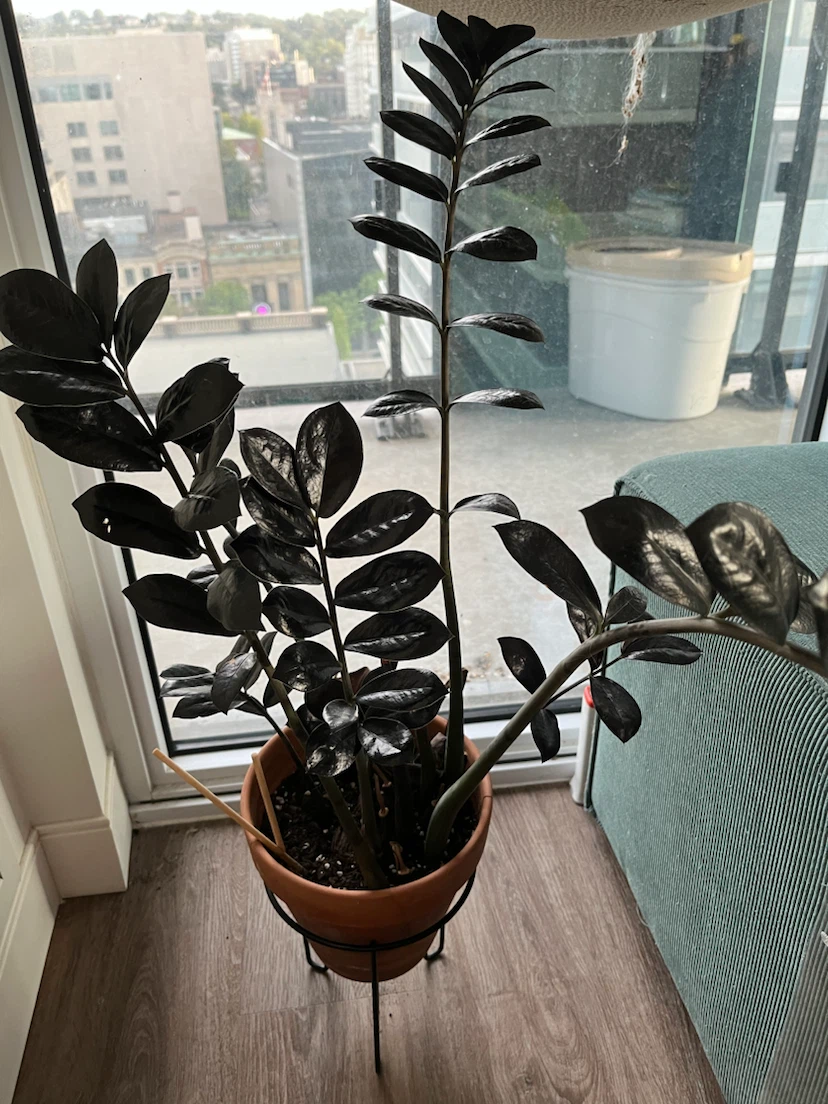 Black ZZ Raven Plant (in Terracotta Pot with Stand) - photo 2
