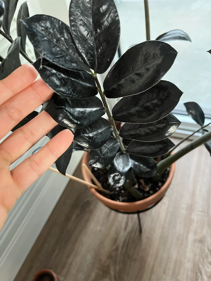 Black ZZ Raven Plant (in Terracotta Pot with Stand) - photo 3