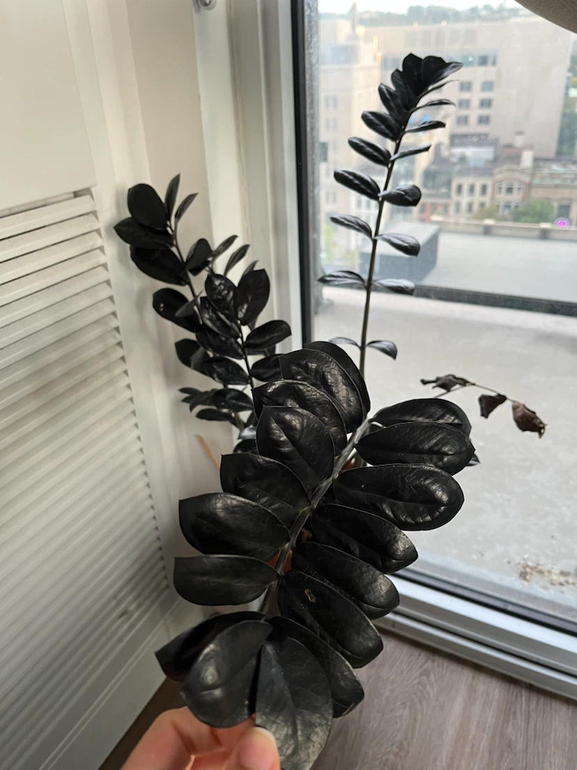 Black ZZ Raven Plant (in Terracotta Pot with Stand) - photo 4