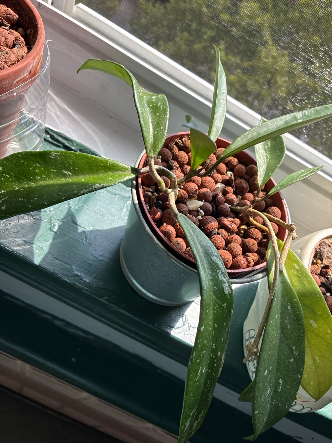 Hoya pubicalyx silver splashPlant in Pot