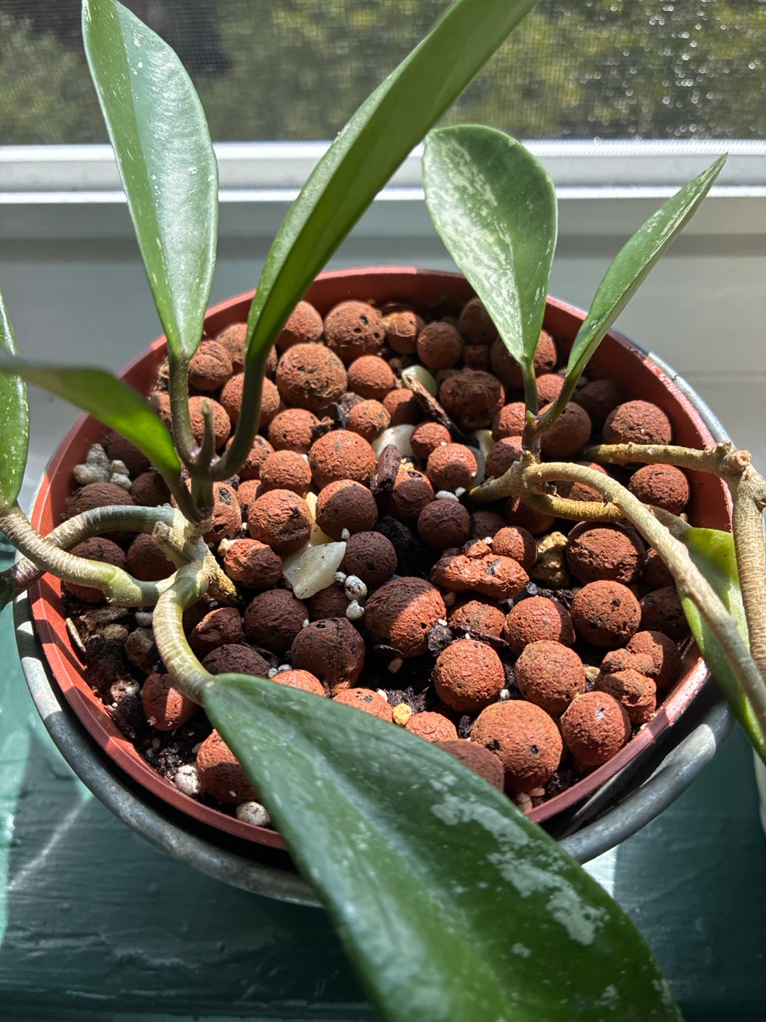Hoya pubicalyx silver splashPlant in Pot - photo 2