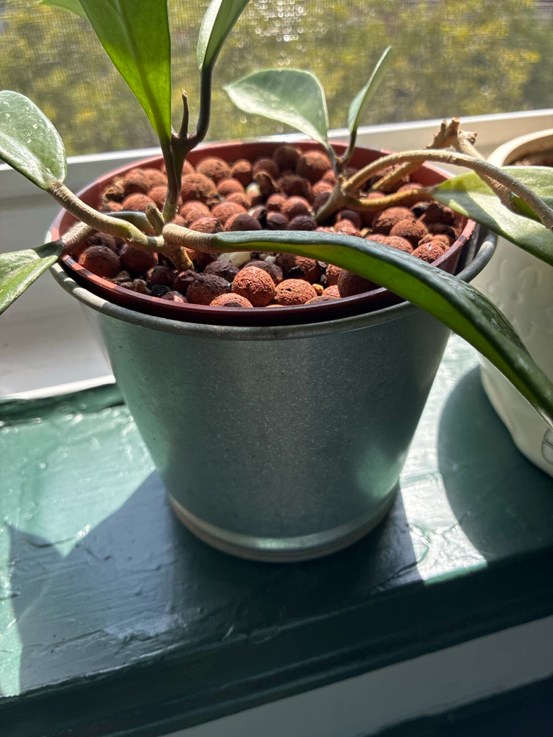 Hoya pubicalyx silver splashPlant in Pot - photo 3