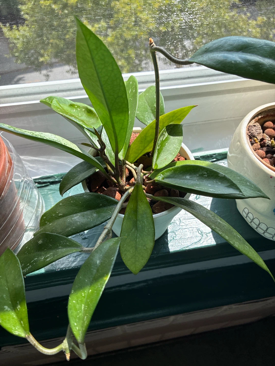 Hoya pubicalyx silver splash Plant