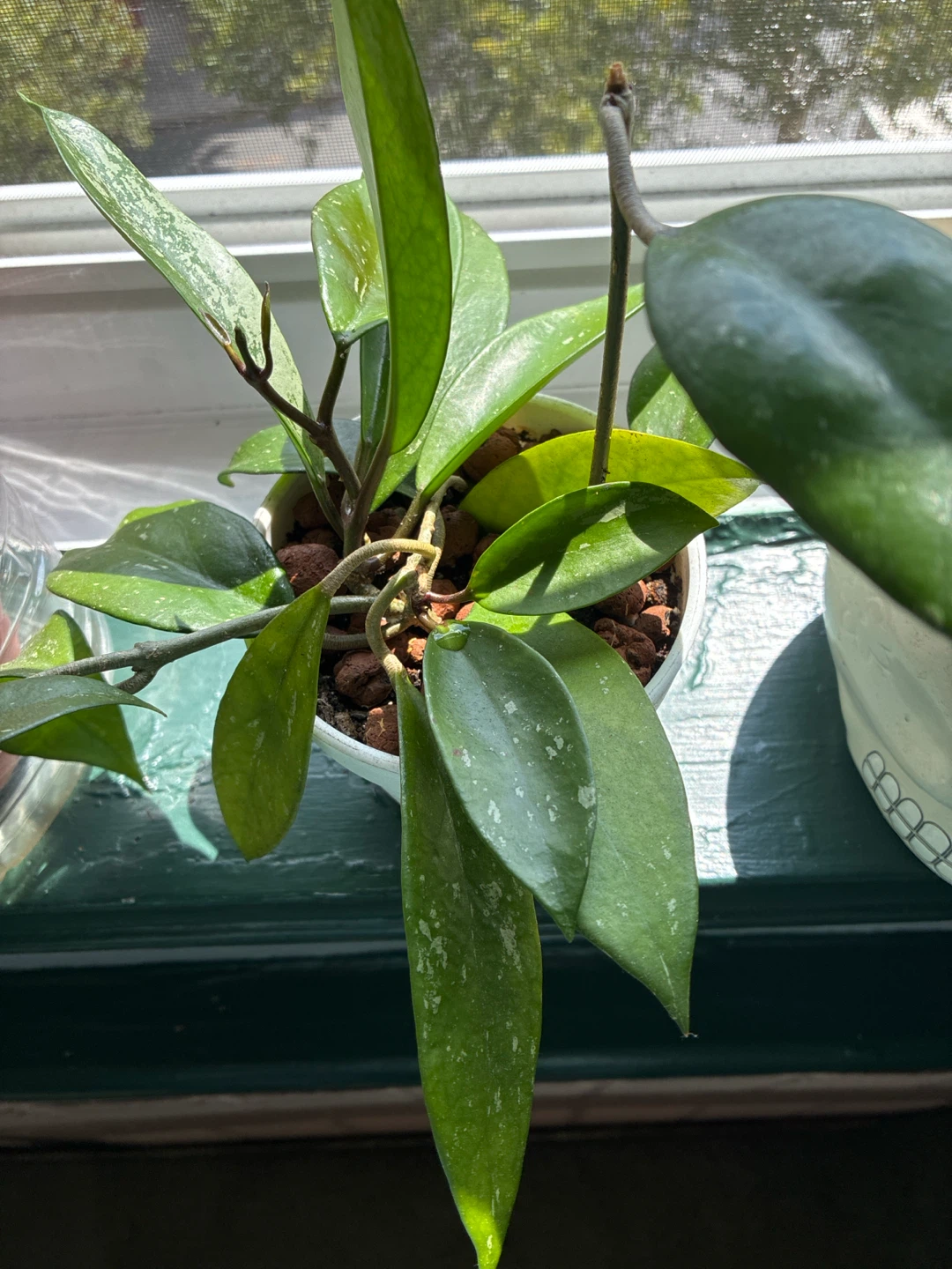 Hoya pubicalyx silver splash Plant - photo 2