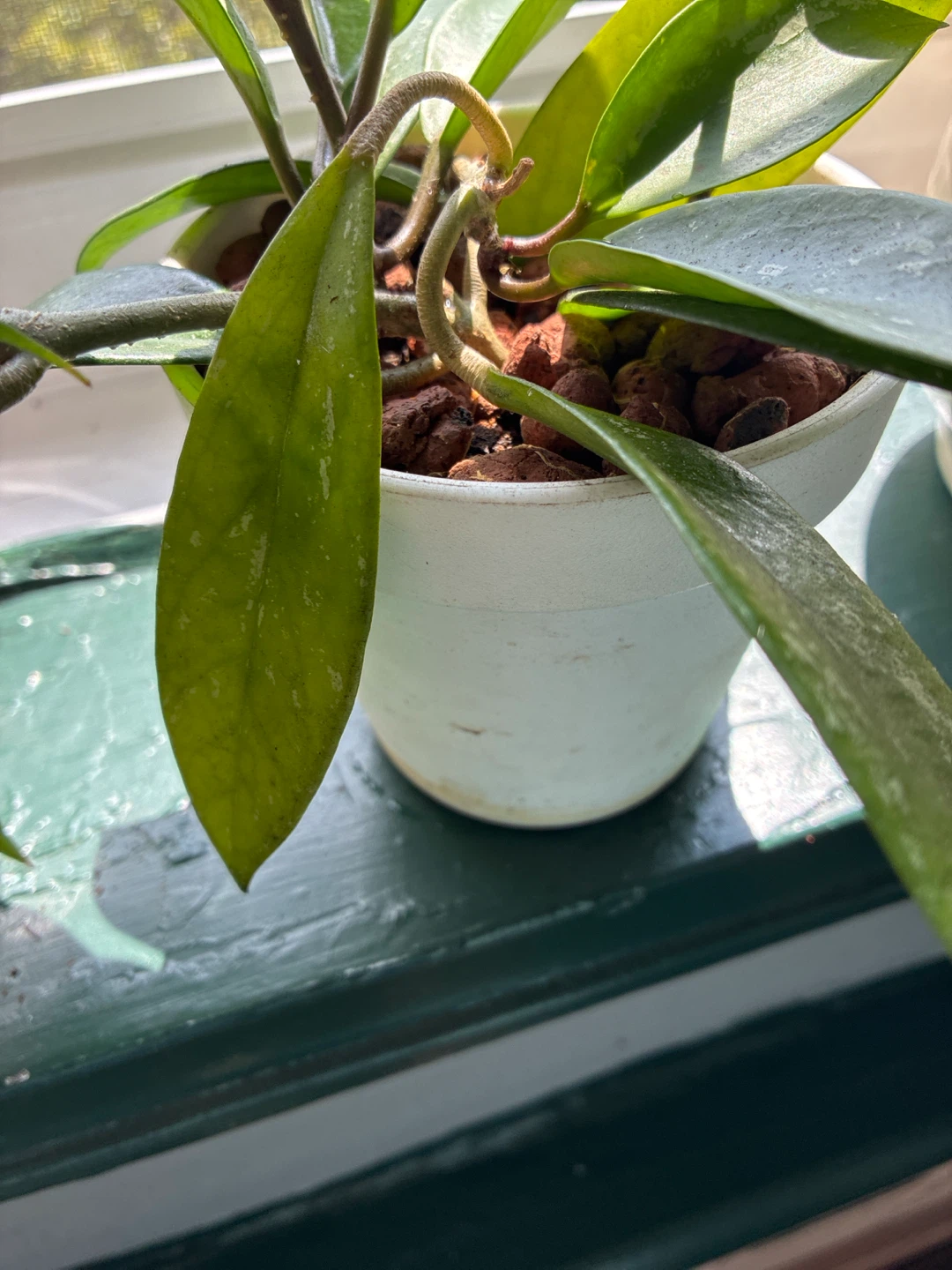 Hoya pubicalyx silver splash Plant - photo 3